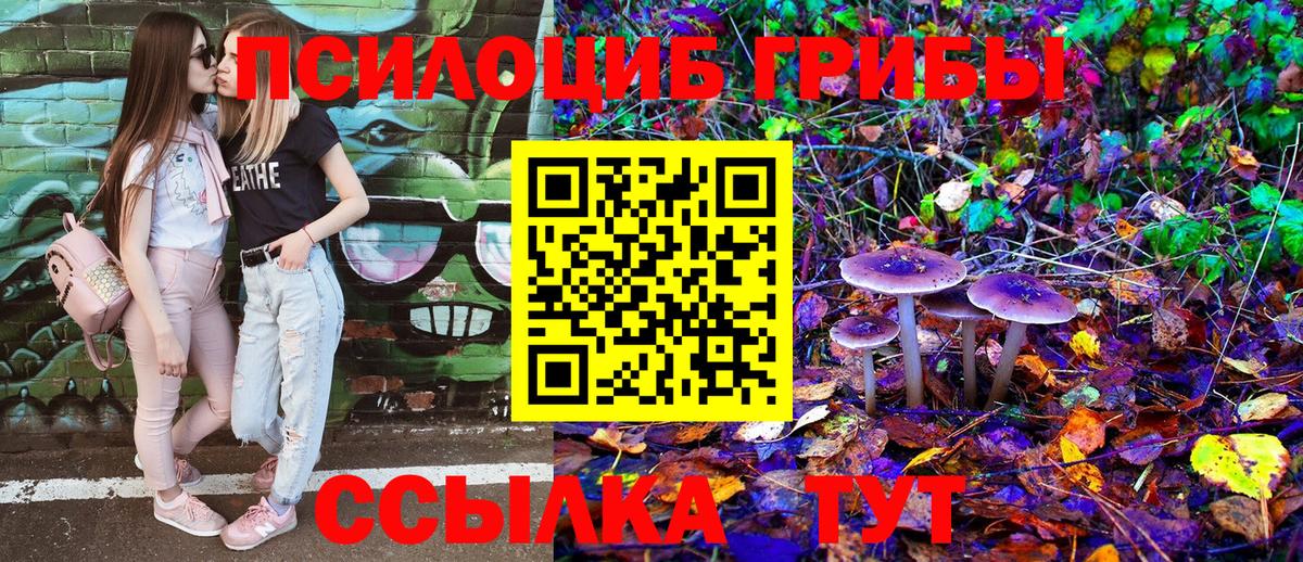 Псилоцибиновые грибы Psilocybine cubensis Зима